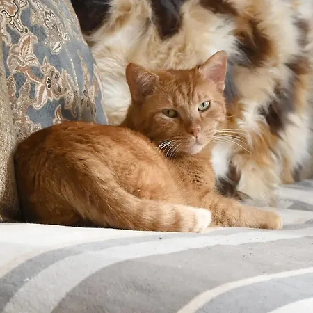 Gloriette - Boutiqueappartements Am Woerthersee شقة فندقية