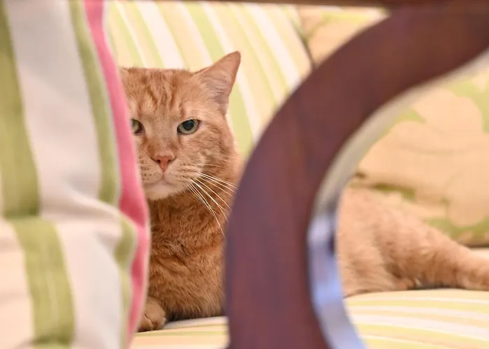 Gloriette - Boutiqueappartements Am Woerthersee Hotel apartamentowy 4*